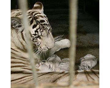 Ausflugsziel Sachsen-Anhalt Zoo Sachsen-Anhalt