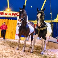 Circusshow für die Familie in Dietenheim