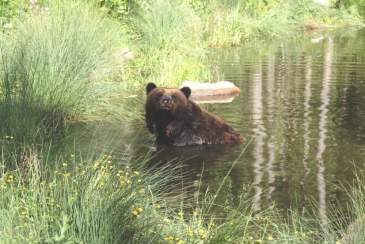 Tierische Ferienabenteuer, Bild 1