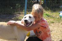 Schlittenhunde MV