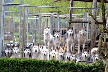Huskyfarm-Führung mit Waldspaziergang, Bild 1