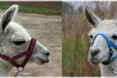 Lebensraum Hecke: Mit den Unstrut-Lamas ab durch die Hecke!, Bild 1