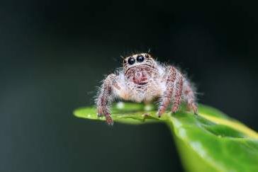 Spidy und seine Freunde
