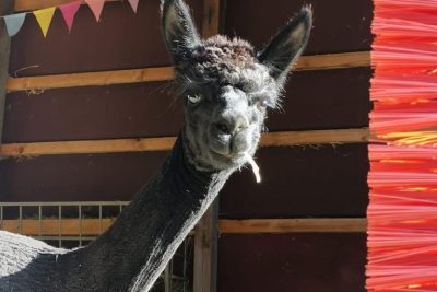 Kindergeburtstag mit Alpakas im Freien und Schnitzeljagd