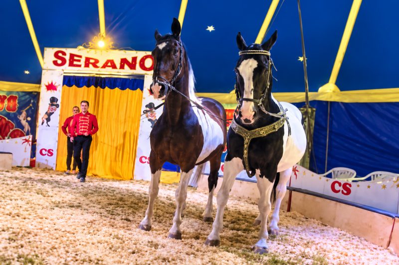 Circusshow für die Familie in Dietenheim