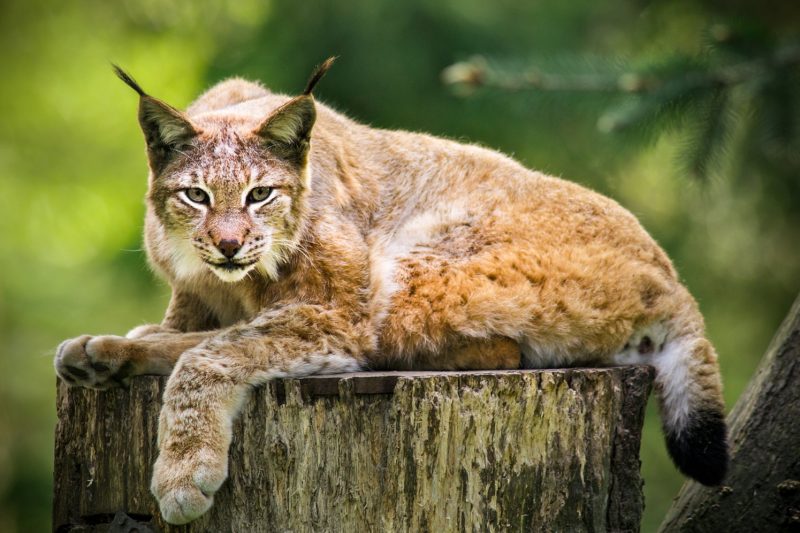 Wildpark Schwarze Berge