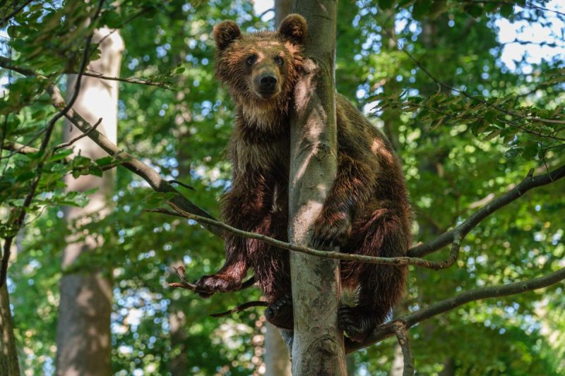 Alternativer Bärenpark Worbis, Bild 1