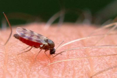 Die Insektengiftallergie bei Kindern