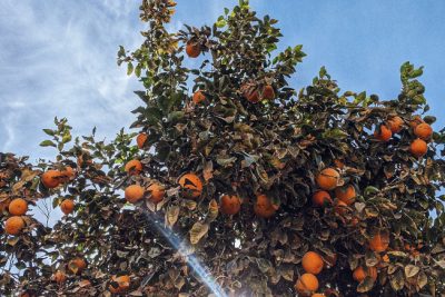 Mit den Kids Orangen auf Sizilien ernten