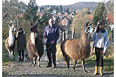 Lama-Trekking in Südhessen