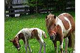 Familien Ferien Österreich: Tierkinder am Zittrauerhof im Salzburger Land