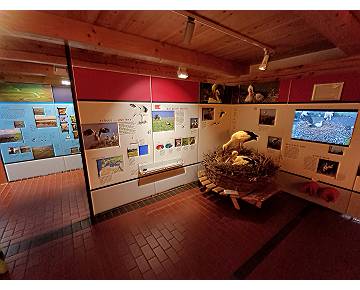 Ausstellung zum Weißstorch und der regionalen Tier- und Pflanzenwelt 