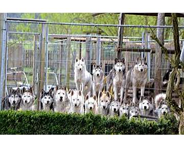 Huskyfarm-Führung mit Waldspaziergang