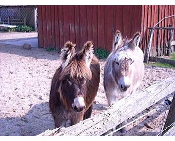 Kindergeburtstag auf dem Bauernhof feiern - Hoppelino