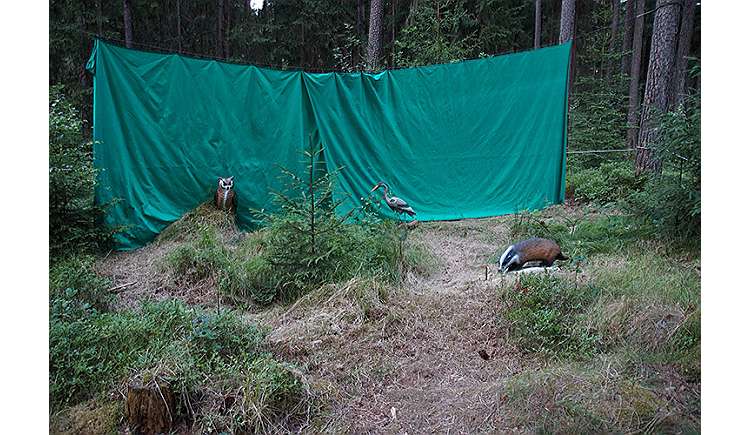 3 D Bogenschiess-Parcours Kletterwald Weiherhof