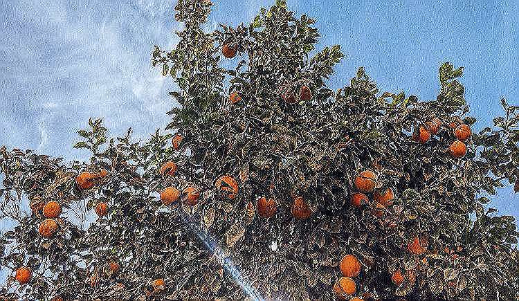 Mit den Kids Orangen auf Sizilien ernten