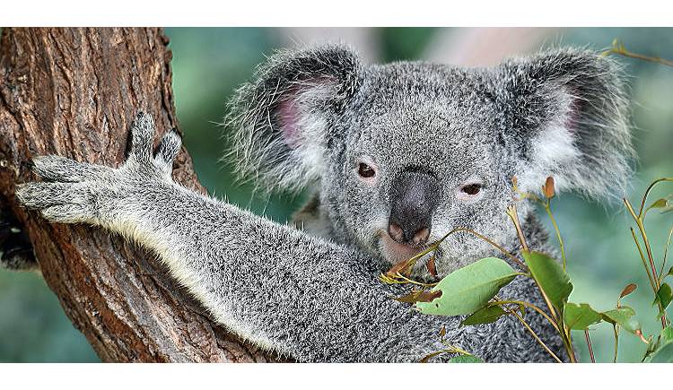 Australien - das Sehnsuchtsziel vieler Abenteurer